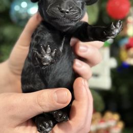 Comet - Black male Goldendoodle puppy in Howard City, Michigan from Doodles and Chaos