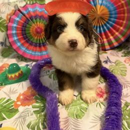 Dottie - Red tri-color female Miniature American Shepherd puppy in Garysburg, North Carolina from Schaefer's Miniature American Shepherds