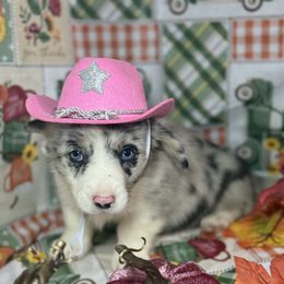 Iridessa (2800) - White merle female American Corgi puppy in Valley, Washington from Corgis of the Mountain Valley