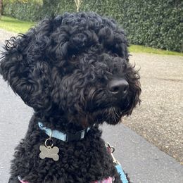 Ashie - Aussiedoodle