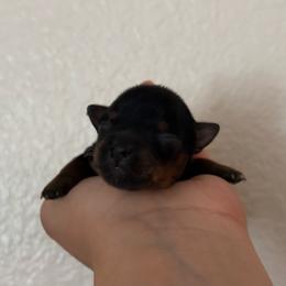 Grey collar - Black and tan female Yorkshire Terrier puppy in Riverbank, California from Yorkie_Wonderland and Stud Services