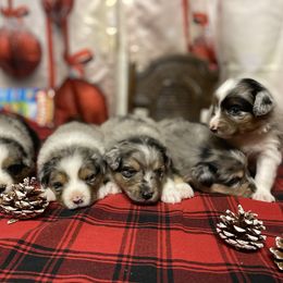 Aussiedoodle and Miniature Australian Shepherd Puppies from Zia Desert Aussies