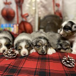 Aussiedoodle and Miniature Australian Shepherd Puppies from Zia Desert Aussies