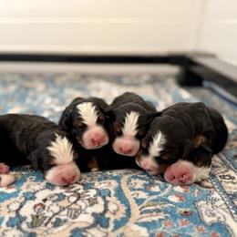 Orange collar - Black rust and white male Bernese Mountain Dog puppy in Altura, Minnesota from Bluffside Berners