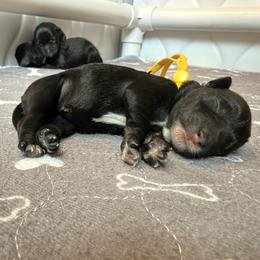 Yellow - Black female Schnoodle puppy in Saint Augustine, Florida from Gunnie Luv, LLC