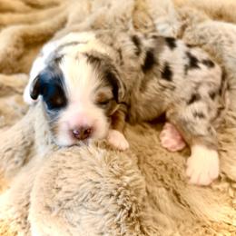 Male - Tri-color male Bernedoodle puppy in Salt Lake County, Utah from Coco Avenue Pups