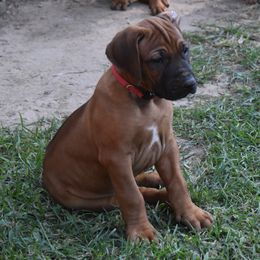 Our pick boy, Mr. Red - Rd whtn blk nose Rhodesian Ridgeback puppy in Broussard, Louisiana from Karamojo Ridgebacks, Quality over Quantity