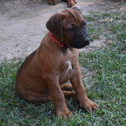 Our pick boy, Mr. Red - Rd whtn blk nose Rhodesian Ridgeback puppy in Broussard, Louisiana from Karamojo Ridgebacks, Quality over Quantity