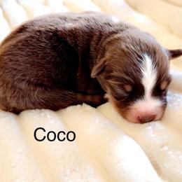 Coco - Red tri female Miniature Australian Shepherd puppy in Dillwyn, Virginia from Sand Creek Toy and Mini aussies