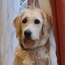 Maya - Labradoodle