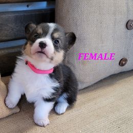 Pembroke Welsh Corgi Puppies from Pinkyella Corgis