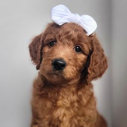 FireFly - Red  Goldendoodle puppy in Arkansas from Dapper Doods