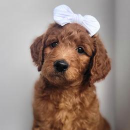 FireFly - Red  Goldendoodle puppy in Arkansas from Dapper Doods
