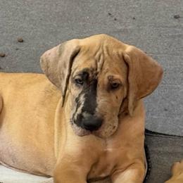 Alfred - Merle male Great Dane puppy in Naples, Florida from Above The Salt Danes
