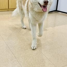 EL - Siberian Husky