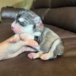 Red - Gray and white male Siberian Husky puppy in Virginia Beach, Virginia from Fly Siberian
