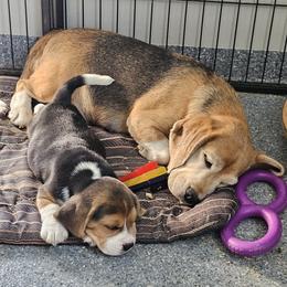 Beagle Puppies from Fairmont Beagles