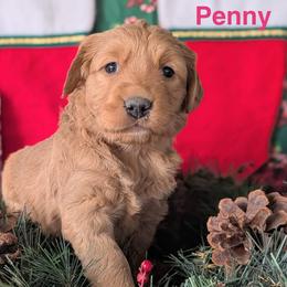 Penny - Dark golden female Golden Retriever puppy in Parker, Colorado from Legacy Ranch Golden Retrievers