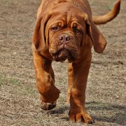 Boy 5 - Red Dogue de Bordeaux puppy in Andover, Connecticut from HOT DIGGITY DDB