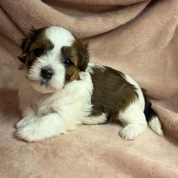 Rose - Red female Havanese puppy in Maryville, Missouri from Dreamworks Havanese