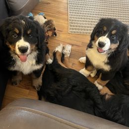 Bernese Mountain Dog Puppies from Bastian Mountain Dogs