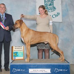 Phoenix - Rhodesian Ridgeback