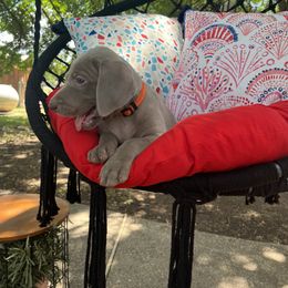 Girl 1 - Weimaraner puppy in Lone Camp, Texas from Bullard’s Weimaraners