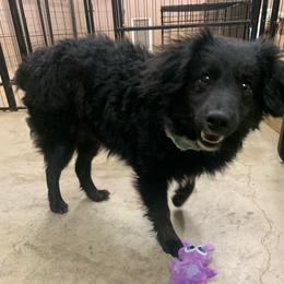 Nacho - Black and white male Aussiedoodle puppy in Nacogdoches, Texas from BA Mini Poodles