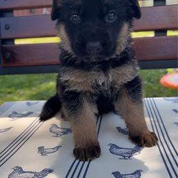 Pinkie pie - Black and red female German Shepherd puppy in Marion, Ohio from Legacy K9’s
