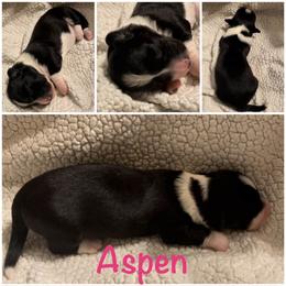 Aspen - Black and white female Cardigan Welsh Corgi puppy in Box Elder, South Dakota from BELieve Cardigan Welsh Corgis