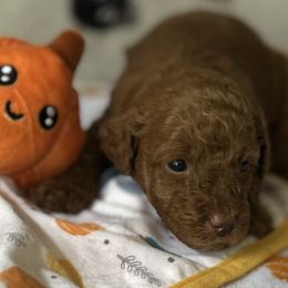 Boo - Red  male Goldendoodle puppy in El Dorado, Arkansas from Stacy Young