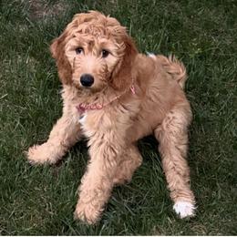 Goldendoodle Puppies from Good As Gold Doodles