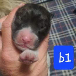 B1 - Black male Anatolian Pyrenees puppy in Farmersville, Texas from Up Shinn Creek