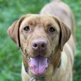 Scout - Labrador Retriever