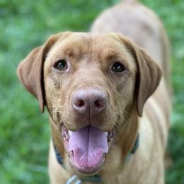 Scout - Labrador Retriever