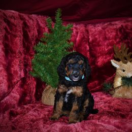 Dancer-  G1 Blue female - Phantom female Poodle puppy in Nelson, Missouri from MD Triple Creek Ranch