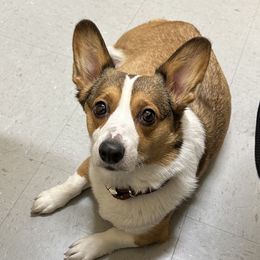 Ellie - Pembroke Welsh Corgi