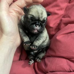 Maple - Fawn female Pug puppy in Glendale/Azalea, Oregon from Malta Pugs