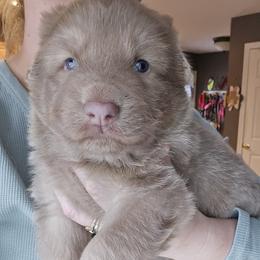 Thatcher - Isabella male German Shepherd puppy in Buckfield, Maine from Levesques German Shepherds