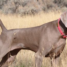Weimaraners from Kelly's Weimaraners