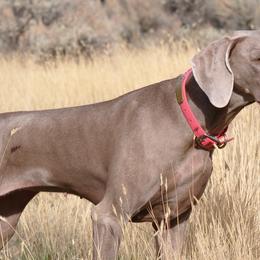 Weimaraners from Kelly's Weimaraners