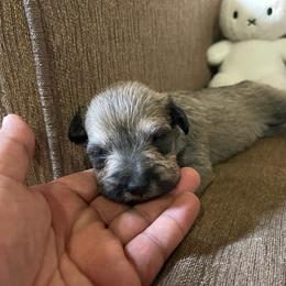 Dior (Pink Collar) - Salt and pepper female Miniature Schnauzer puppy in San Diego, California from KMS-Miniature Schnauzers