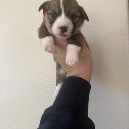 Ash - White and red male Pembroke Welsh Corgi puppy in Red Bluff, California from Wilder Ranch Corgis