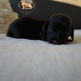 Sky - Black female Dachshund puppy in Lumber City, Georgia from Willow Run LLC