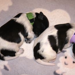Schapendoes Puppies from Dream Star Schapendoes