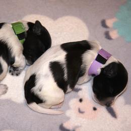Schapendoes Puppies from Dream Star Schapendoes