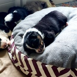 Australian Shepherd Puppies from RisingStar Australian Shepherds
