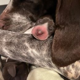 German Shorthaired Pointer Puppies from Farrook GSP's