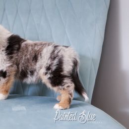 Australian Shepherd, Miniature American Shepherd, Miniature Australian Shepherd, and Toy Australian Shepherd Puppies from Painted Blue Aussies