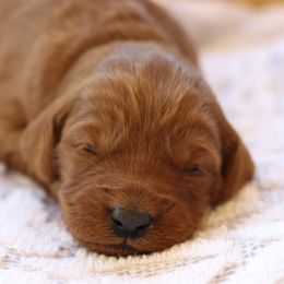 Cavapoos, Goldendoodles, and Poodles from Dlm_doodles